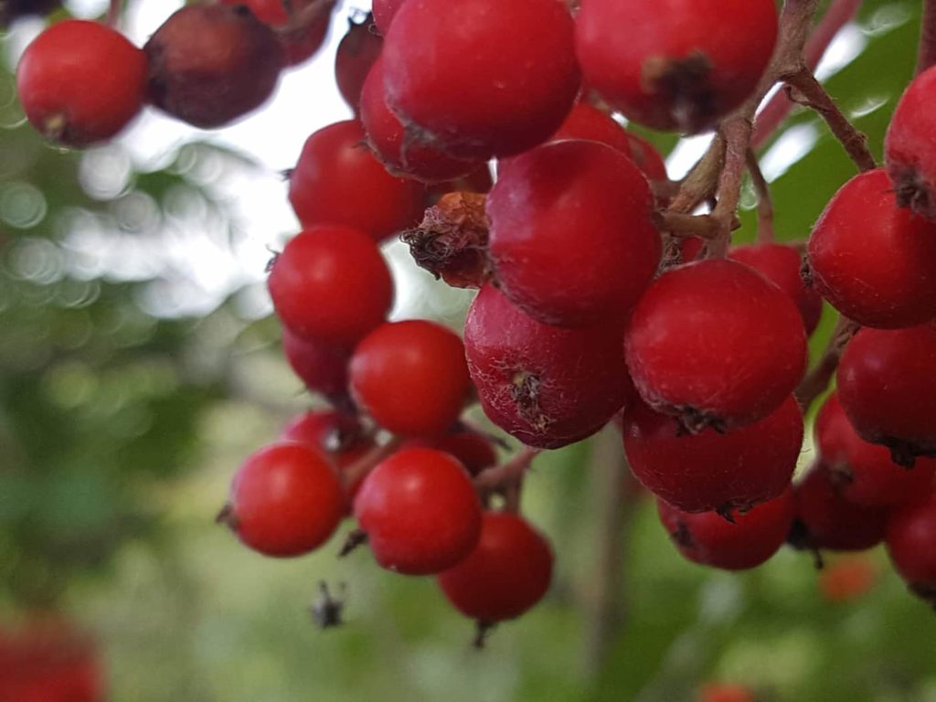 Red Color Scheme From Nature