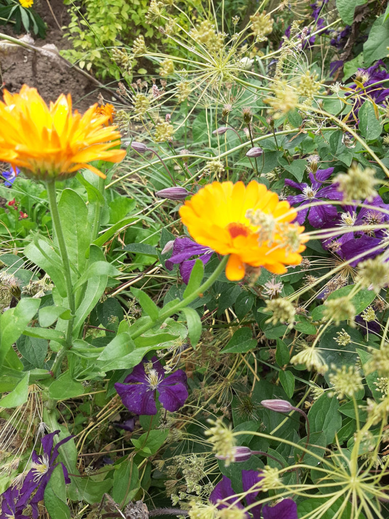 Orange Color Scheme From Nature