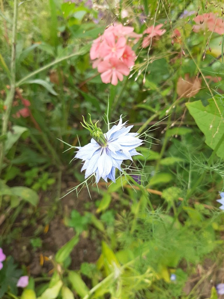 Blue Color Scheme From Nature