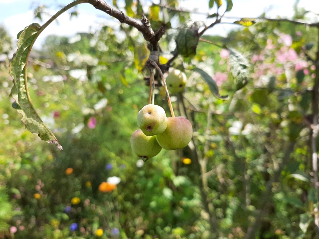 Green Color Scheme From Nature