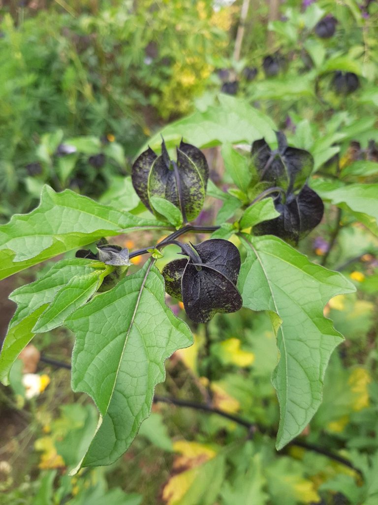 Black Color Scheme From Nature